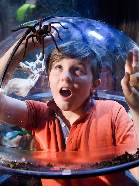 Child observing a tarantula through a glass dome at SEA Life London.