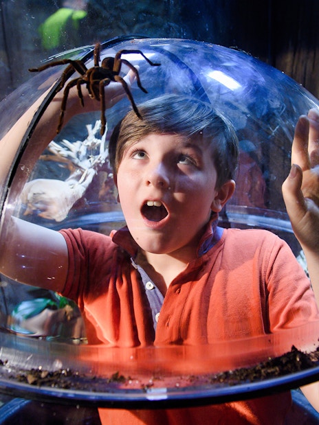 Child observing a tarantula through a glass dome at SEA Life London.