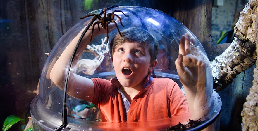 Child observing a tarantula through a glass dome at SEA Life London.