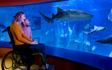 Visitor in wheelchair observing shark at Sea Life Aquarium.