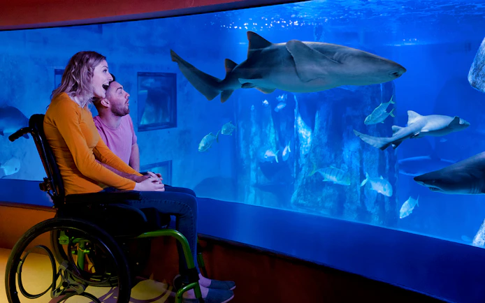 Visitor in wheelchair observing shark at Sea Life Aquarium.