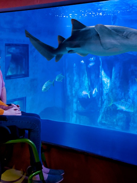 Visitor in wheelchair observing shark at Sea Life Aquarium.
