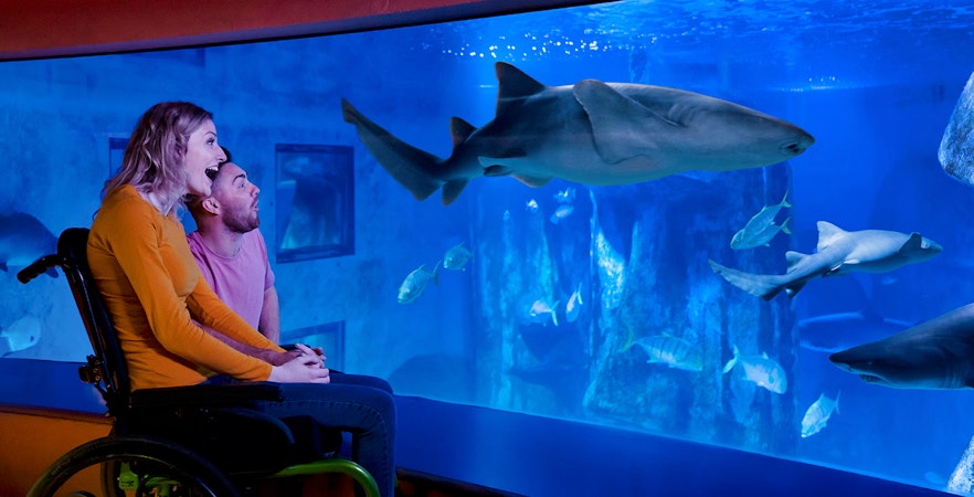 Visitor observing shark at Sea Life London Aquarium.