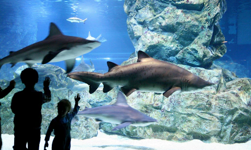Coex Aquarium, Seoul