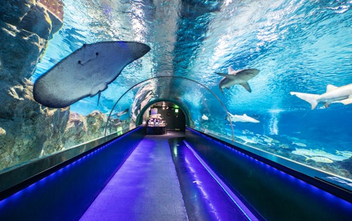 Underwater tunnel with stingray and sharks at Coex Aquarium, Seoul.
