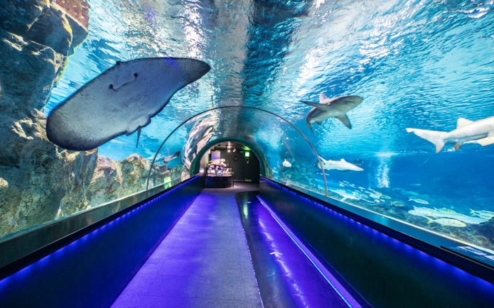 Underwater tunnel with stingray and sharks at Coex Aquarium, Seoul.