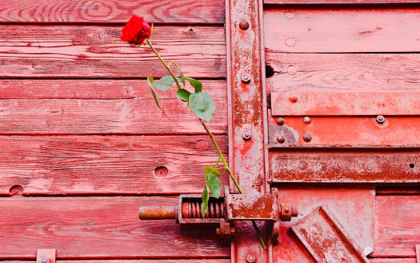 Red rose on a historic train car door at Auschwitz Birkenau, part of Krakow day tour.