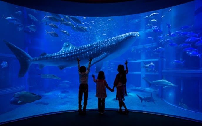 Children watching a whale shark at Osaka Aquarium Kaiyukan.