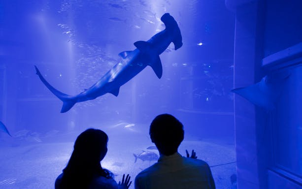 Visitors observing a hammerhead shark at Osaka Aquarium Kaiyukan.