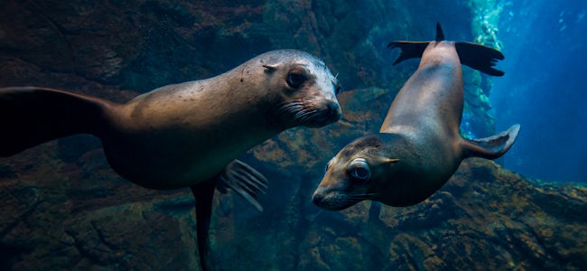 A Fun Day At The Osaka Aquarium Kaiyukan Tickets Tips More A Fun Day At The Osaka Aquarium Kaiyukan Tickets Tips More