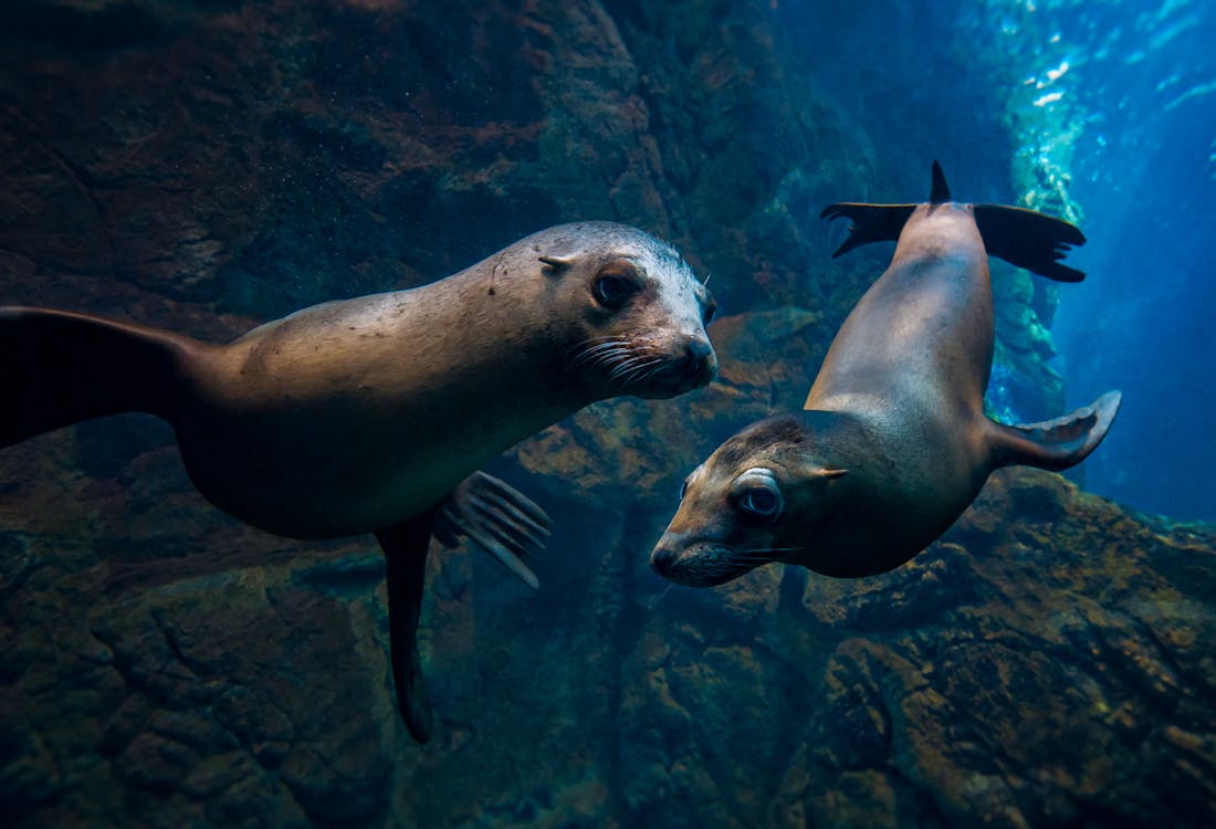 Osaka Aquarium