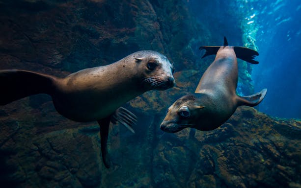 Sea lions swimming in a tank at Osaka Aquarium Kaiyukan.