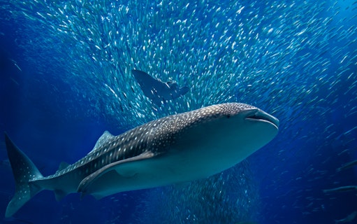 Whale shark swimming with fish at Osaka Aquarium Kaiyukan.