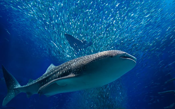 Whale shark swimming with fish at Osaka Aquarium Kaiyukan.