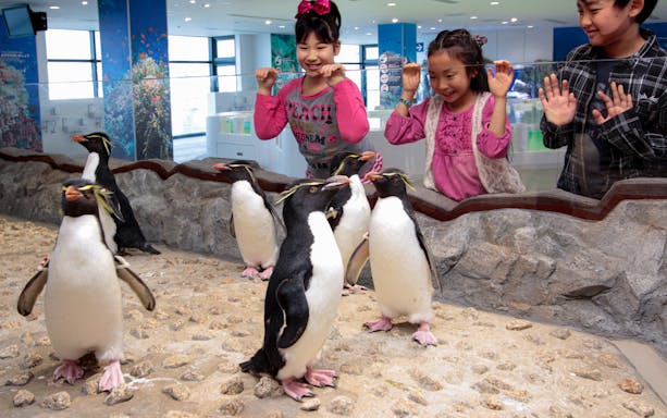 Penguins at Osaka Aquarium Kaiyukan with children observing through glass.