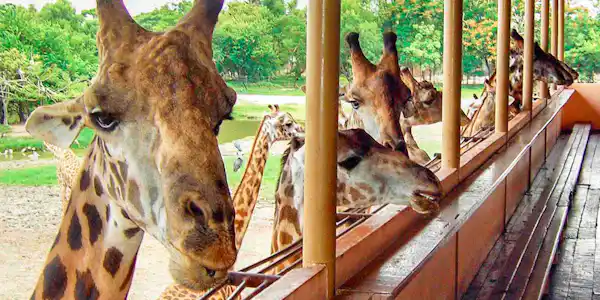 Safari World Bangkok An Exciting Encounter With The Wild Safari World Bangkok An Exciting Encounter With The Wild