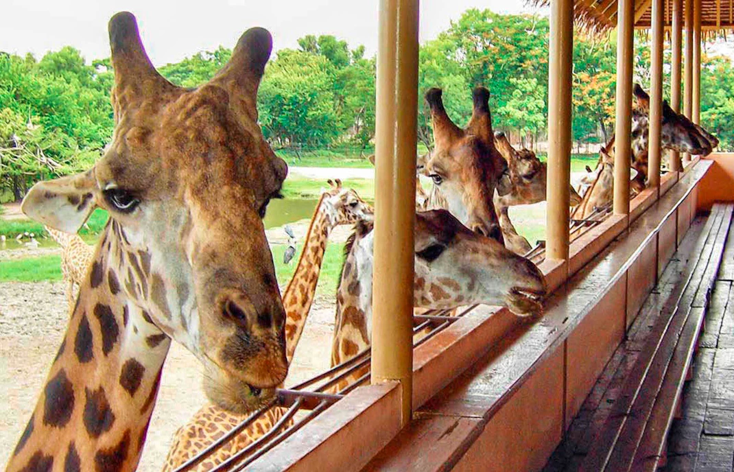 Safari World Bangkok tours