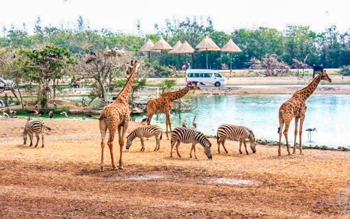 safari world bangkok with buffet lunch + shared / private transfers-4 safari world bangkok with buffet lunch + shared / private transfers-4