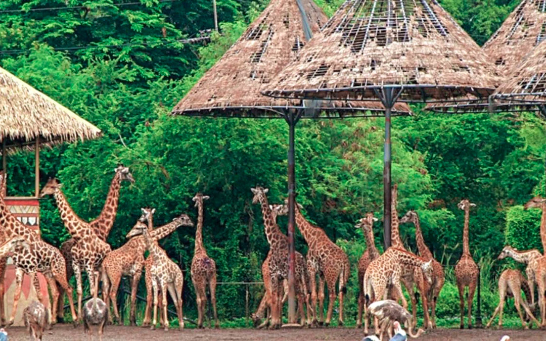 Safari World Bangkok timings