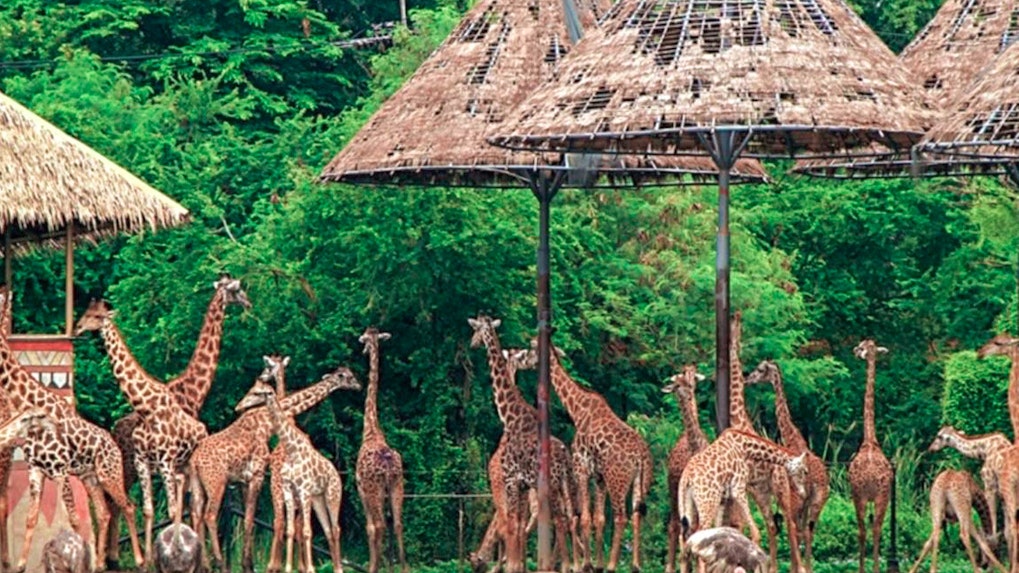 All The Best Safari World Bangkok Ticket Options Covid 19 Update All The Best Safari World Bangkok Ticket Options Covid 19 Update
