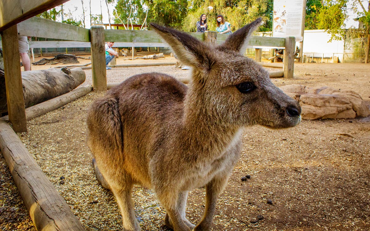 blue mountains day trip with featherdale wildlife transfers with optional lunch and river cruise-3 blue mountains day trip with featherdale wildlife transfers with optional lunch and river cruise-3