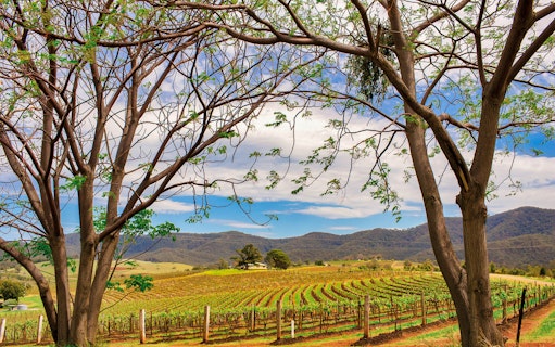 Vineyard landscape in Hunter Valley with rolling hills and trees.