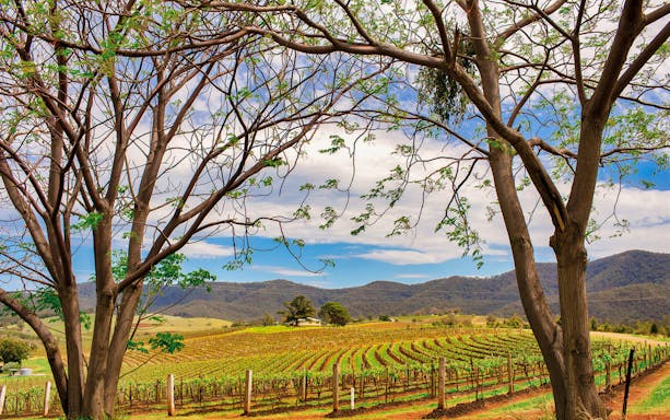 Vineyard landscape in Hunter Valley with rolling hills and trees.