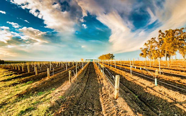 Vineyard rows under a vibrant sky in Hunter Valley, Australia.