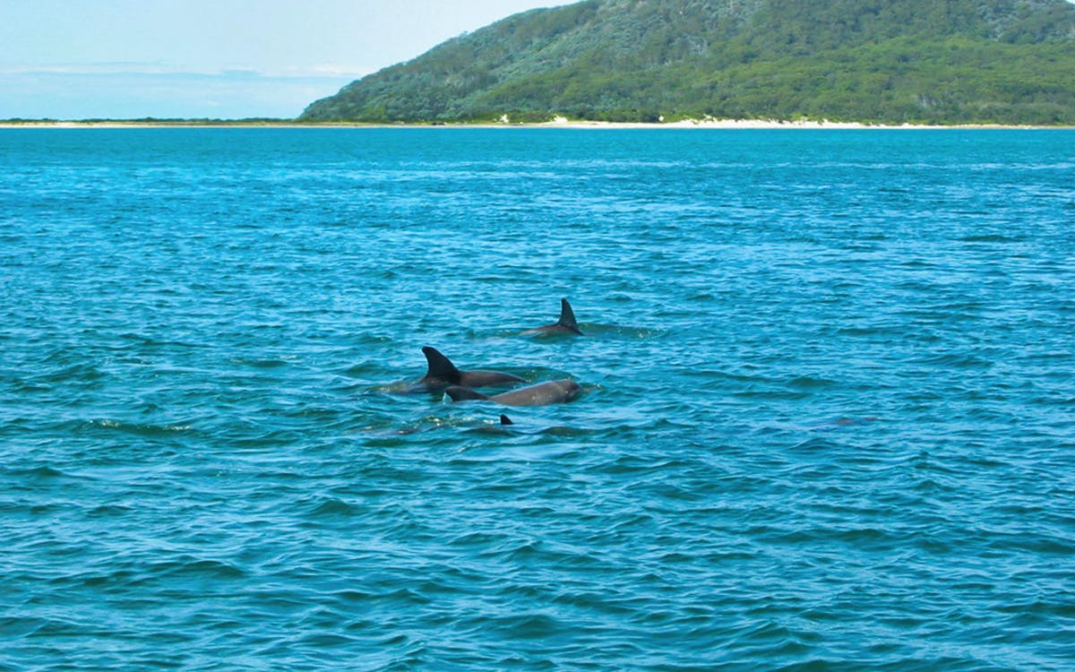 port stephens dolphin watcher-3 port stephens dolphin watcher-3