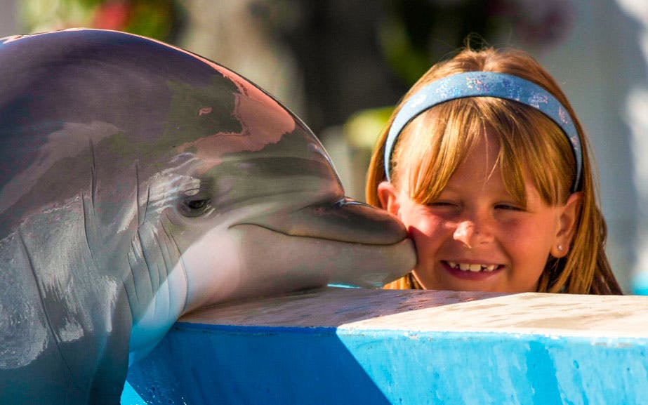Dolphin interacting with a child at Miami Seaquarium.