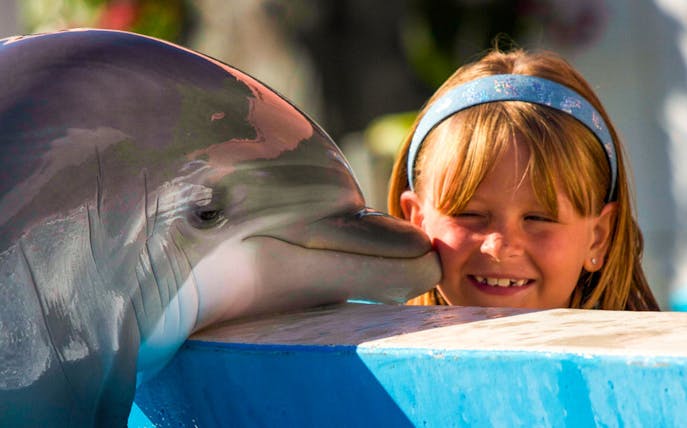 Dolphin interacting with a child at Miami Seaquarium.