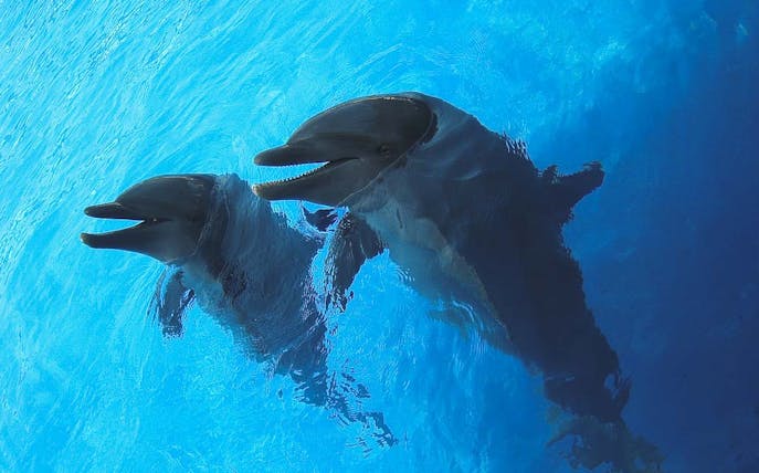 Dolphins swimming at Miami Seaquarium.