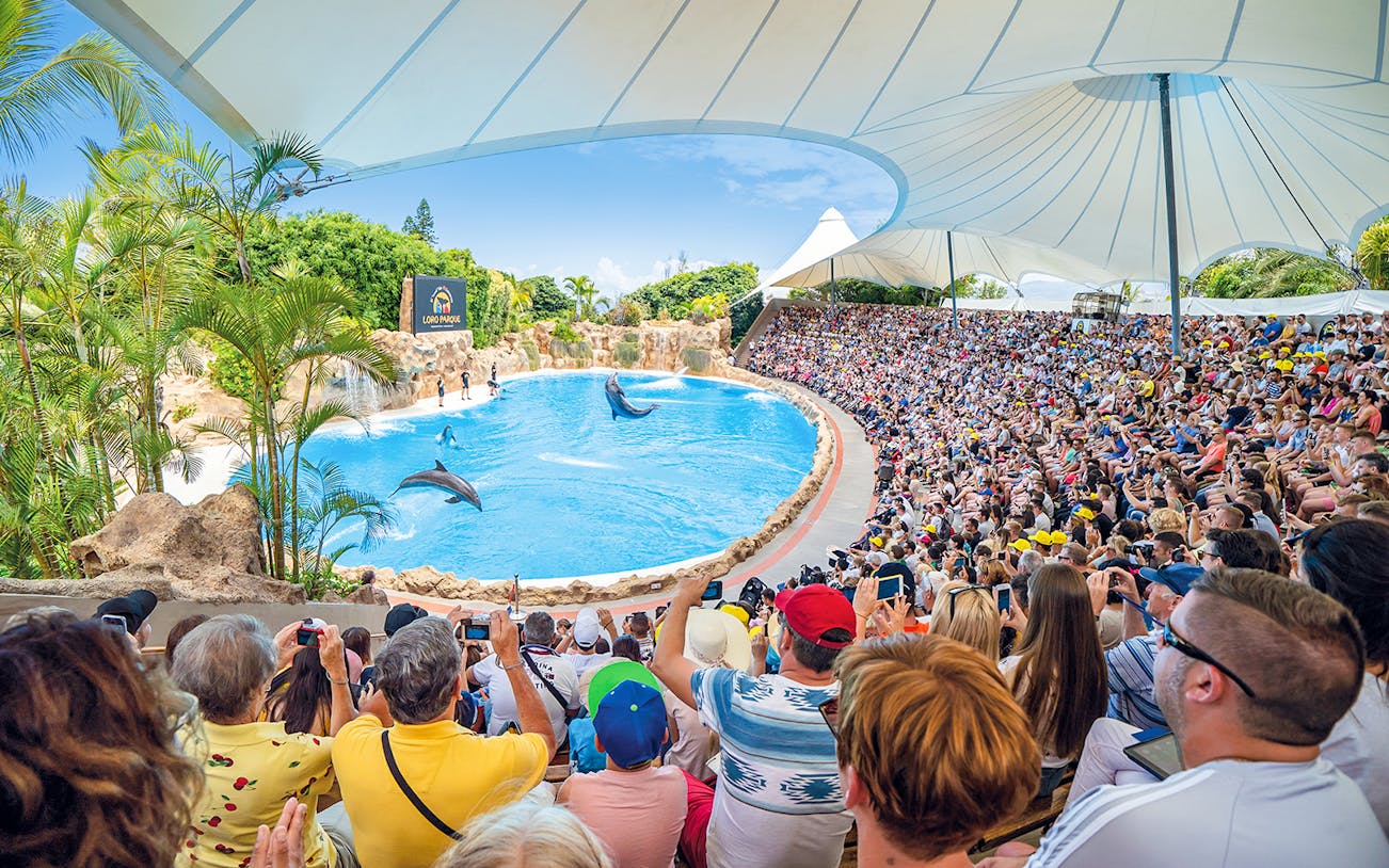 Dolphin show at Loro Parque with a large audience in Tenerife, Spain.