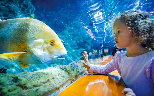 Child observing fish in aquarium tunnel at Loro Park, Tenerife.