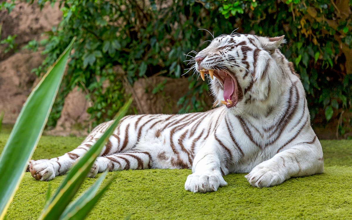 billets coupe-file loro parque & siam park-11 billets coupe-file loro parque & siam park-11