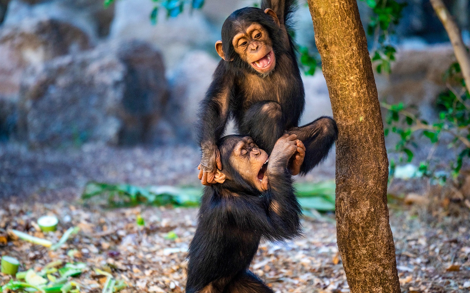 Young chimpanzees playing at Loro Park, Tenerife.