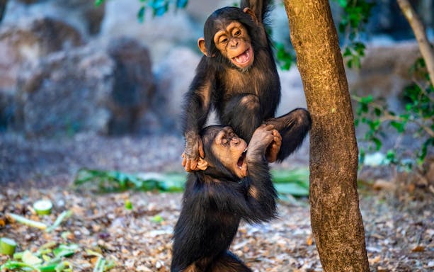Young chimpanzees playing at Loro Park, Tenerife.