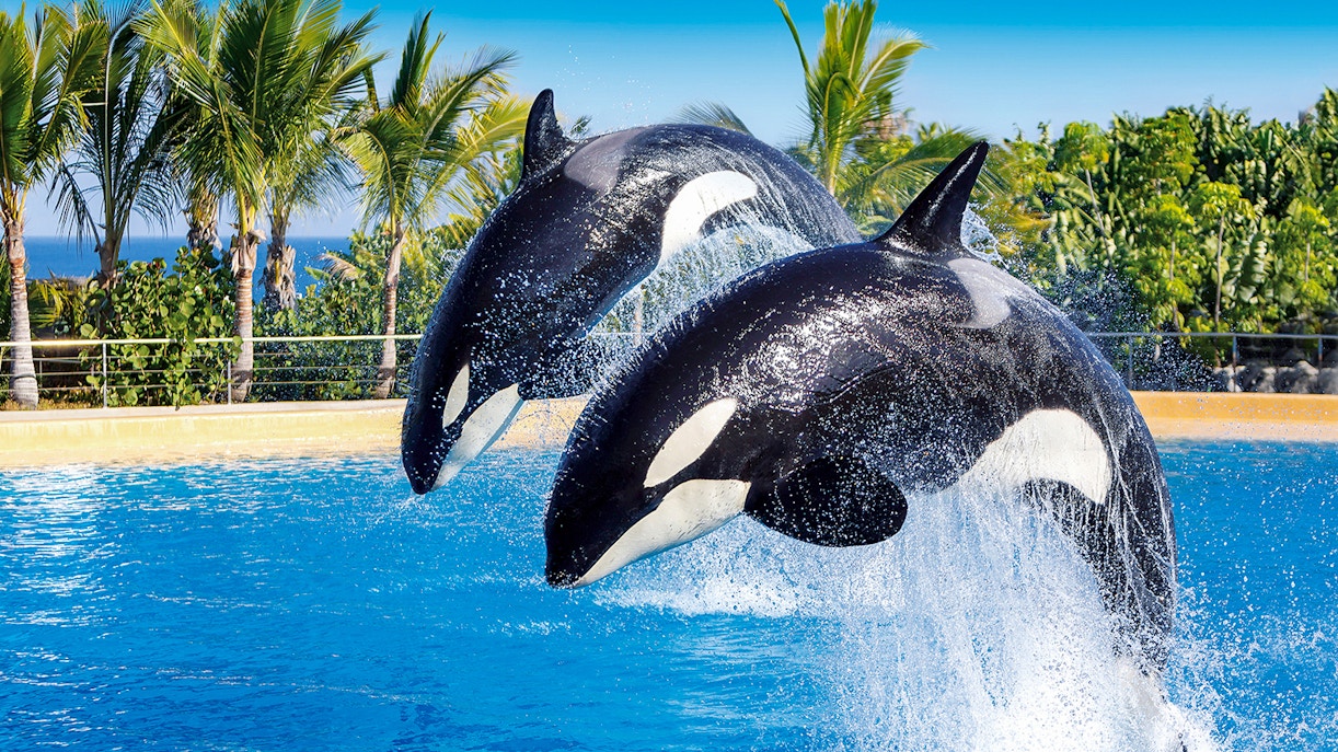 Loro Parque Ticket Timings