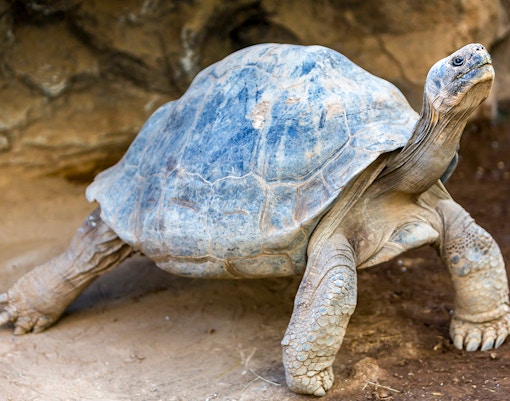 goant tortoise