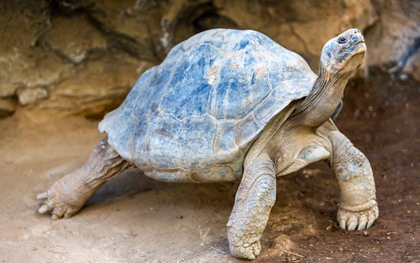 Galapagos Giant Tortoise at Loro Park, Tenerife.