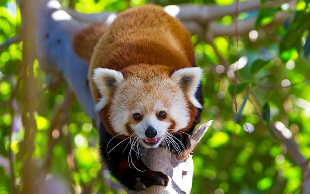 Red panda on a tree branch at Loro Park, Tenerife.