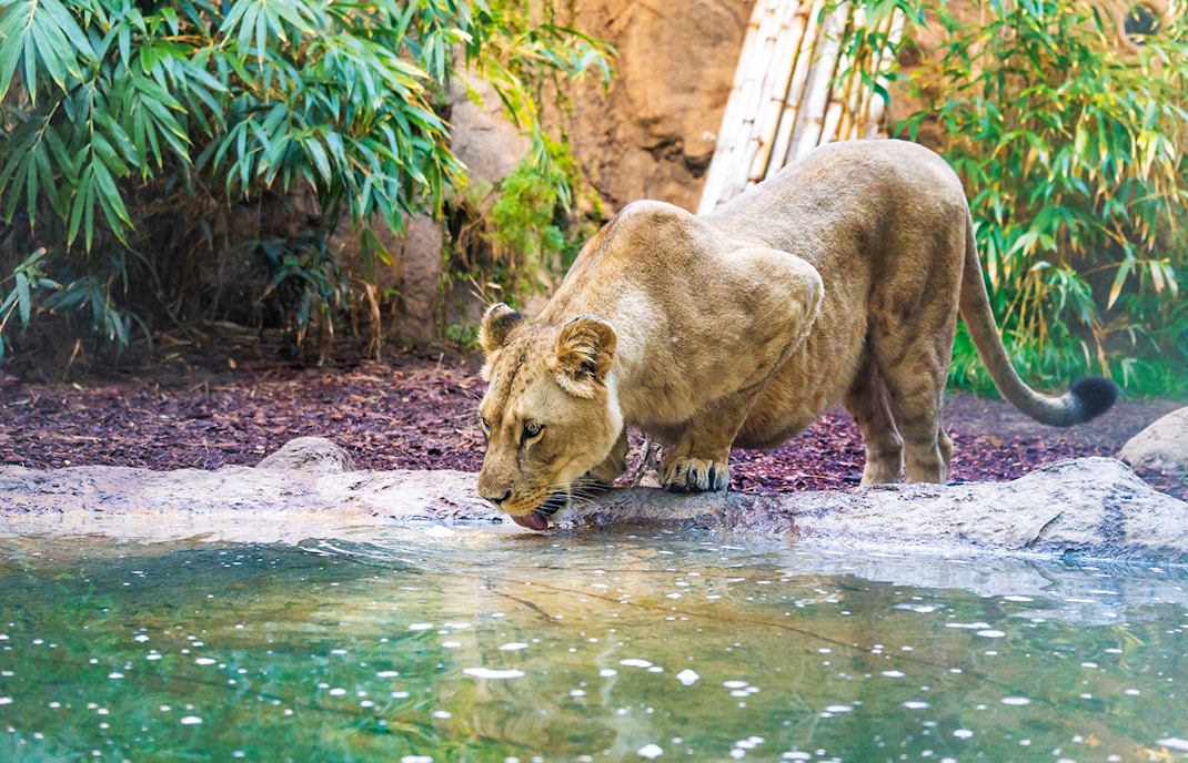 Loro Parque Ticket Zones