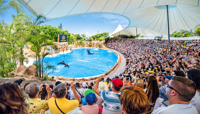 dolphin show