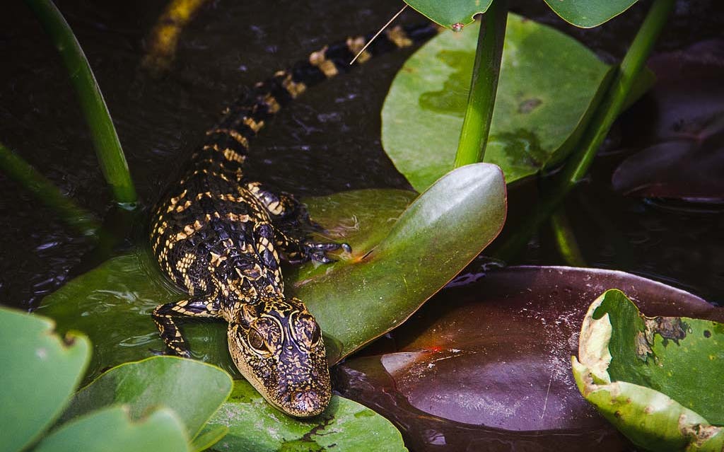 Young alligator resting on a lily pad during an airboat gator tour.