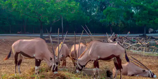 safari world bangkok