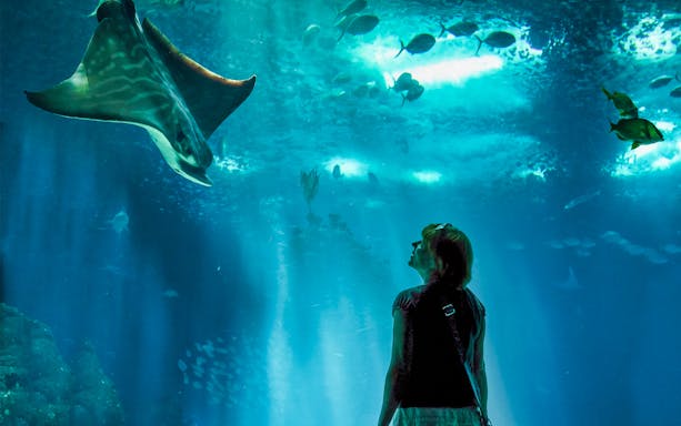 Person observing a stingray in an aquarium, Explore The Emirates tour.