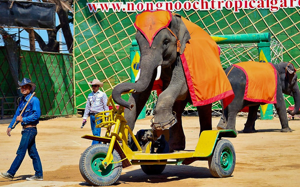 nong nooch tropical garden ticket & show-3 nong nooch tropical garden ticket & show-3