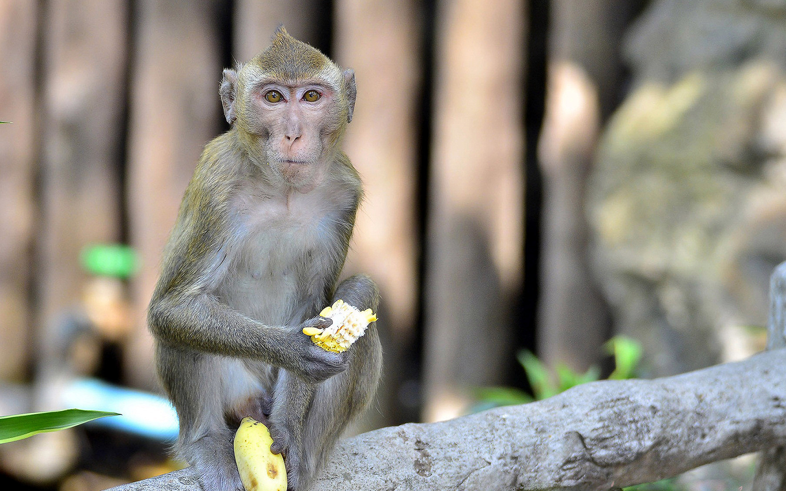 Monkey eating corn at Khao Kheow Open Zoo, Thailand.
