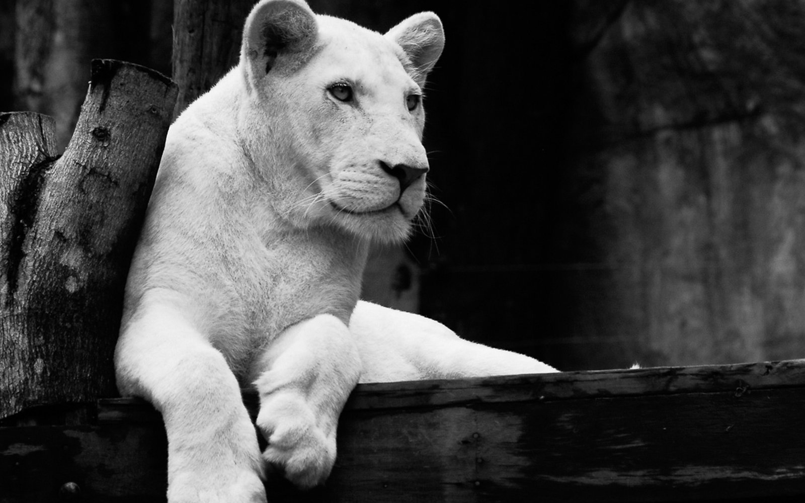 White lion resting on a wooden platform at Khao Kheow Open Zoo.