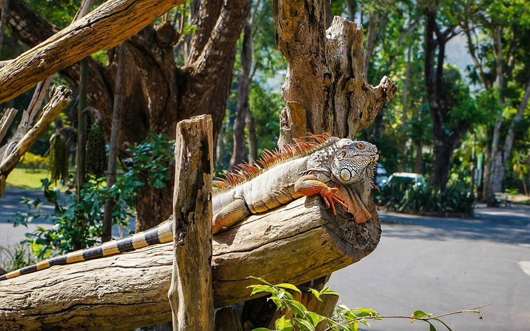 Iguana resting on a tree branch at Khao Kheow Open Zoo, Thailand.